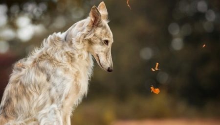 Races de chiens russes: variétés et conseils pour bien choisir