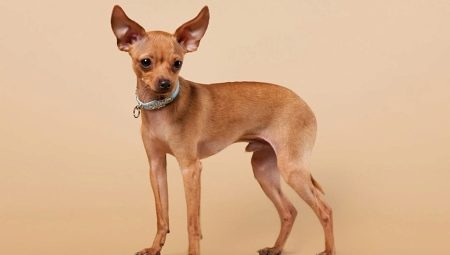 Redhead Toy Terriers: Description, Avantages et inconvénients, Règles de contenu