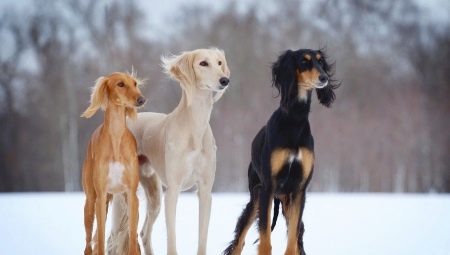 Saluki: jellemző a kutyafajtára, különösen az ápolásra