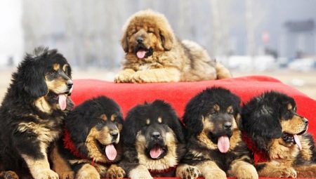 Os cães mais caros