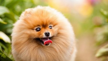 Les plus belles races de chiens