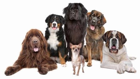 Les chiens les plus forts du monde: avis et conseils pour choisir