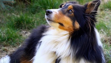 Les races de chien les plus intelligentes