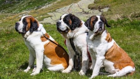 Saint-Bernard: description, caractéristiques de caractère et contenu