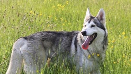 Észak-Inuit kutya: hogyan kell kinézni és hogyan kell gondoskodni róla?