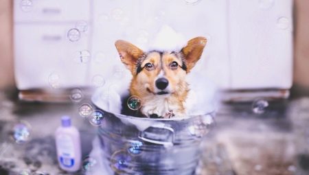 Shampooing Chien: Variétés et Caractéristiques