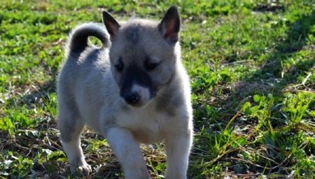 Husky Puppies 1-2 mois: caractéristiques, nourriture, promenades et entraînement
