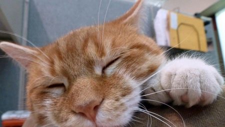 Six chats à doigts: origine et caractéristiques