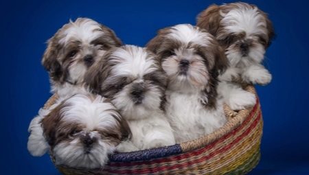 Shih Tzu: a fajta, a karakter, az etetés és a gondozás leírása