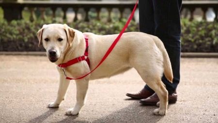 Harnais pour chiens: description de l'espèce, comment choisir la taille et former le chien?