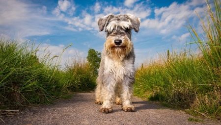 Schnauzers: description de la race, types et nuances de contenu
