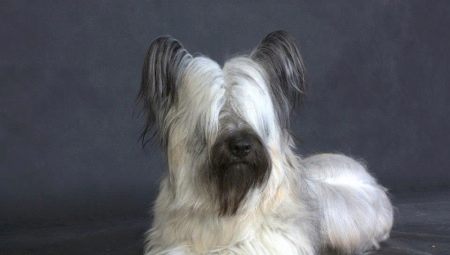 Sky Terrier: kuvaus, luonne, ruokinta ja hoito