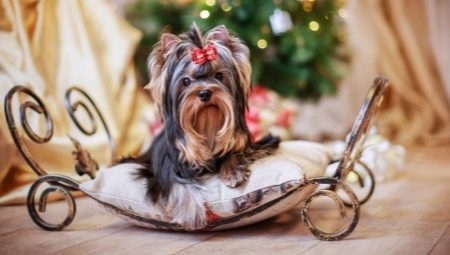 Combien d'années ont vécu les Yorkshire terriers et de quoi dépend-il?