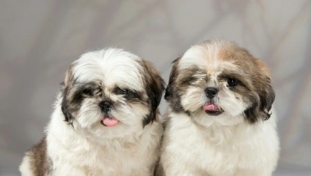 Kuinka monta vuotta on Shih Tzu asunut ja mitä se riippuu?