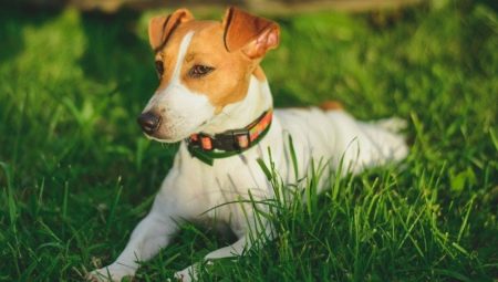 Combien de temps vivent les terriers jack russell et de quoi dépend-il?