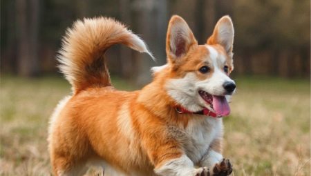 Combien de temps le corgi vit-il et de quoi dépend-il?