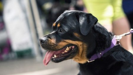 Combien de temps les rottweilers vivent-ils et de quoi dépend-il?