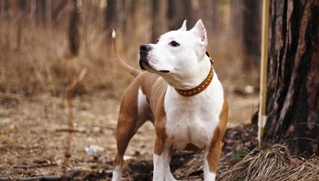 Combien de temps vivent les Staffordshire Terriers et de quoi dépend-il?
