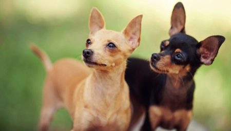 Combien de temps un terrier de jouet vit-il et de quoi dépend-il?