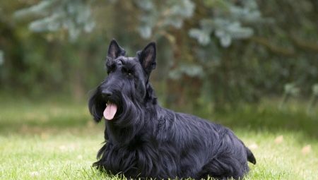 Skót terrier: a fajta leírása és tartalmának árnyalatai