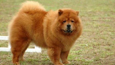Les chiens aiment les ours
