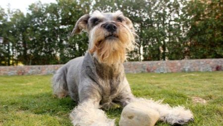 Chiens à la barbe: types et leurs caractéristiques, sélection et soin