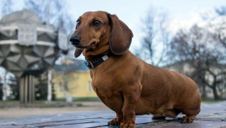 Cães com pernas curtas: descrição de raças e nuances de cuidado