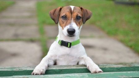Liste des surnoms Jack Russell Terrier