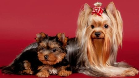 Yorkshire Terrier Liste des Surnoms