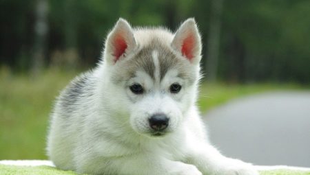 Luettelo huskien kauniista ja hauskista lempinimistä