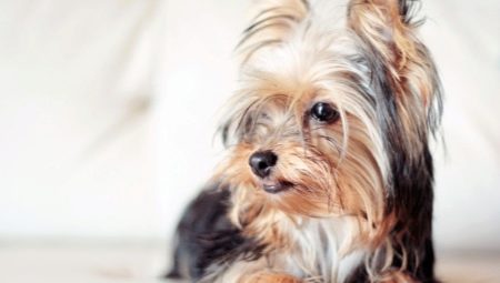 Liste des surnoms de chiens japonais