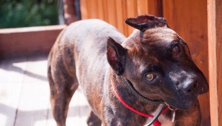 Staffordshire terrier de couleur terrier: à quoi ça ressemble et comment le contenir?