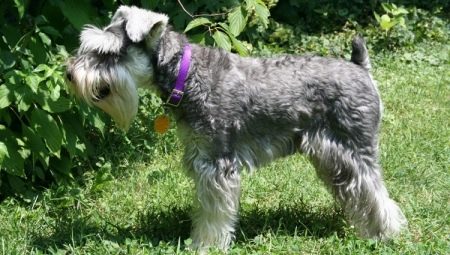 Miniatűr schnauzer hajvágás: mit és hogyan kell választani?
