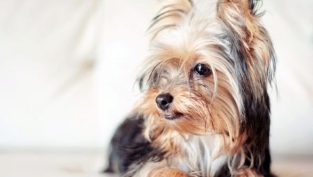 Coupes de cheveux Yorkshire Terrier: types et règles de sélection