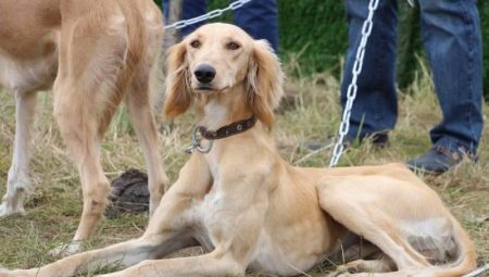 Tazy: description de la race de chien et des nuances du contenu