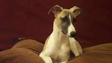 Whippet: ominaisuudet, luonne ja hoidon piirteet