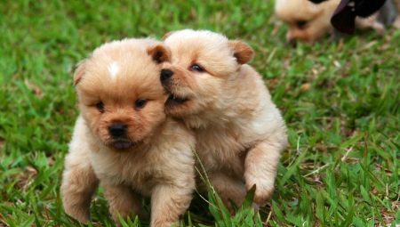 Variantes de noms pour chiens-garçons de petites races