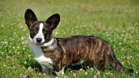 Welsh Corgi Cardigan: Description de la race et contenu