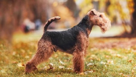 Welch Terrier: description, contenu et formation