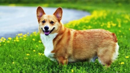 Corgi súlya és mérete