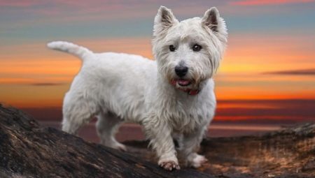 West Highland White Terrier: Tout sur la race de chiens
