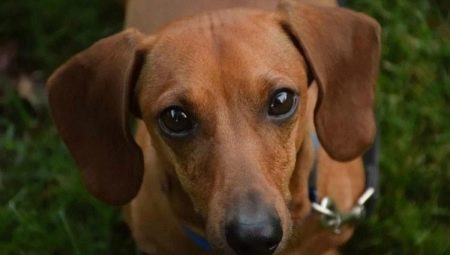 Les chiens à oreilles rebondies: aperçu des races populaires et des nuances de contenu