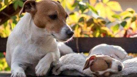 Âge des chiens selon les normes humaines