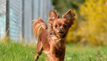 Tout ce que vous devez savoir sur les terriers à poil long