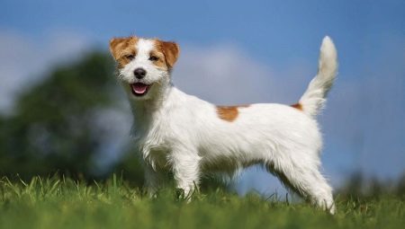 Tout ce que vous devez savoir sur le Jack Russell Terrier aux cheveux durs