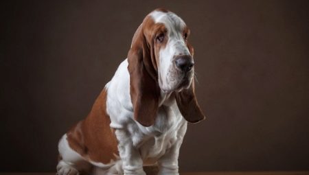 Minden a basset-kutyákról
