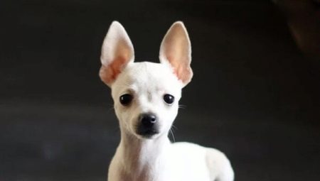 Tout sur les terriers blancs