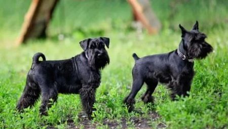 Minden a fekete miniatűr schnauzerekről