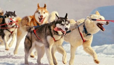 Tout sur les chiens de traîneau