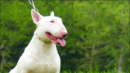 Tudo sobre miniaturas de bull terriers